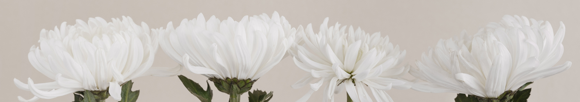 서브비주얼이미지